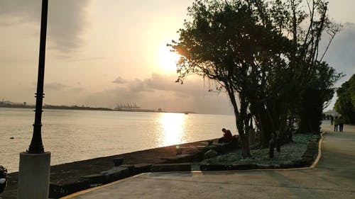 有关户外, 日落美景, 树木的免费素材视频