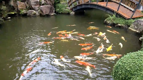 有关户外, 日光, 桥的免费素材视频