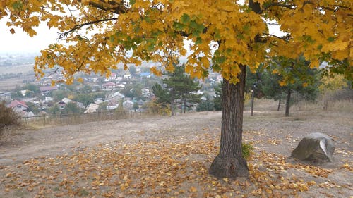 一棵树与秋天的落叶 · 免费素材视频