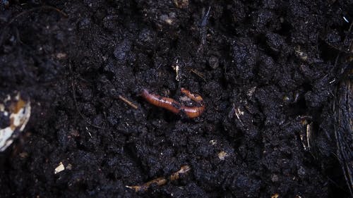 Worm从堆肥土壤中挖下来 · 免费素材视频