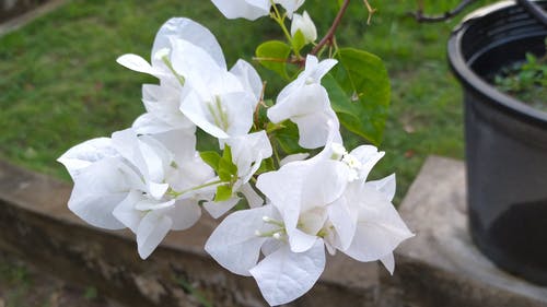 有关九重葛, 室内植物, 家庭园艺的免费素材视频