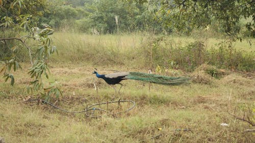 孔雀慢走的镜头 · 免费素材视频