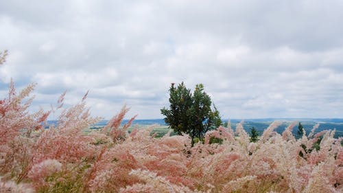 野草与盛开的粉红色花朵 · 免费素材视频