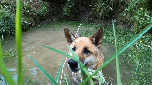 有关outoor, 享受, 动物的免费素材视频