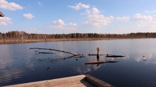淹没在湖中的连根拔起的树枝 · 免费素材视频