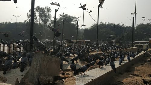 一群鸽子在城市的某个区域盘旋和着陆 · 免费素材视频