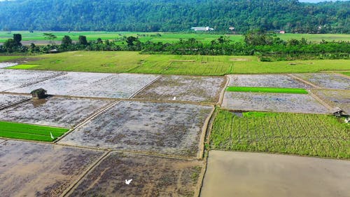 有关农业用地, 印尼, 增长的免费素材视频