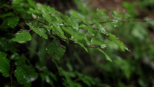 有关下雨, 分支机构, 图案的免费素材视频