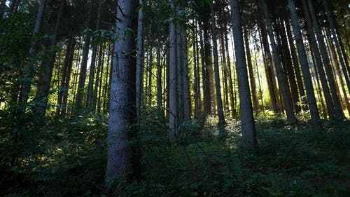 森林里的高大的树木的长树干 · 免费素材视频