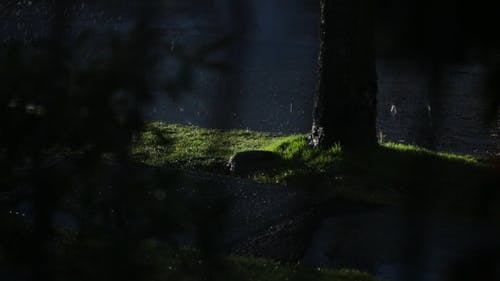 晚上落在街上的雨滴 · 免费素材视频