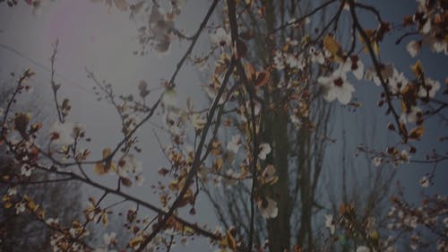 有关分支机构, 天性, 季节的免费素材视频