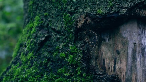 苔藓生长在树皮上 · 免费素材视频
