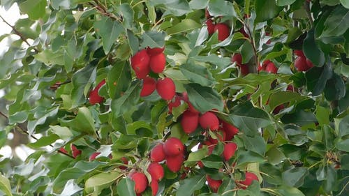 山苹果树与水果 · 免费素材视频
