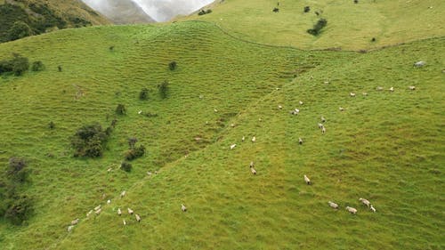 在山上行走的绵羊的无人机画面 · 免费素材视频