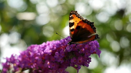 以花的雌蕊簇为食的蝴蝶 · 免费素材视频