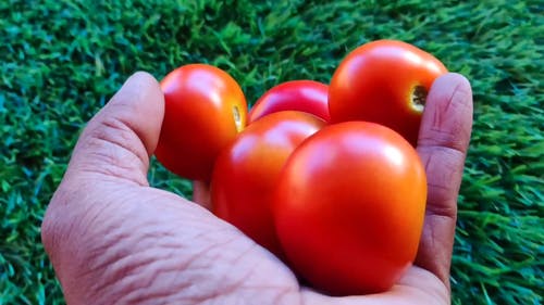 在人造草地上滚番茄 · 免费素材视频