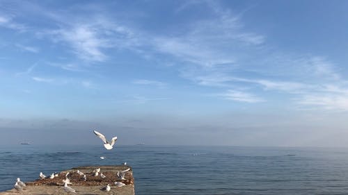 海在蓝天下与海鸥在一块岩石上 · 免费素材视频