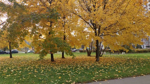 有关公园, 城市, 天性的免费素材视频