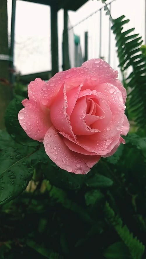 盛开的粉红色玫瑰在风中摇曳 · 免费素材视频