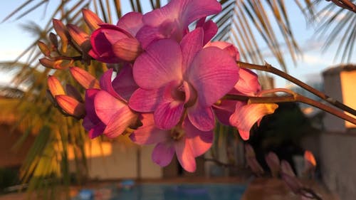 有关天性, 户外, 日光的免费素材视频