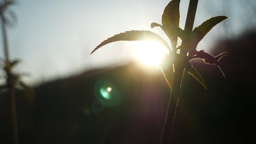 新叶子在反对光的植物茎上的特写镜头 · 免费素材视频