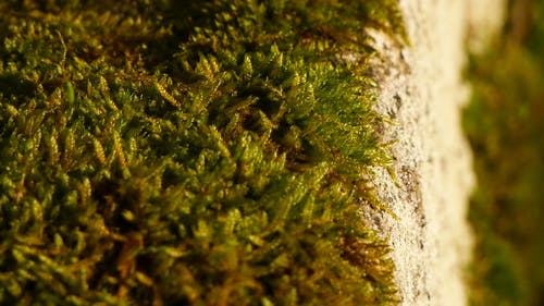 在混凝土中生长的苔藓的特写镜头 · 免费素材视频