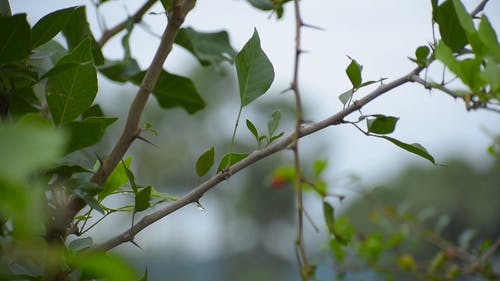调整植物和树木的录像镜头 · 免费素材视频