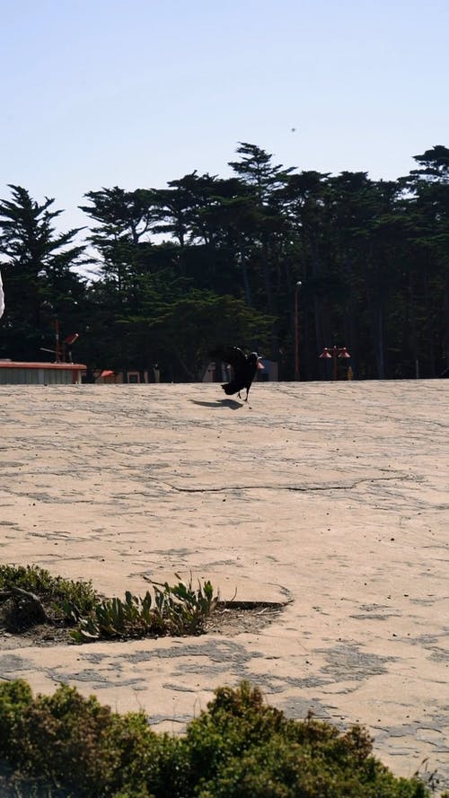 在混凝土路面的空地上向野乌鸦扔食物 · 免费素材视频