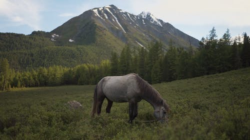 有关动物, 吃, 天性的免费素材视频