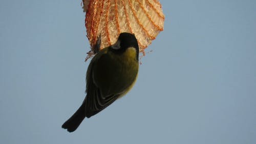 一只绿色的麻雀，以悬挂在塑料网中的食物为食 · 免费素材视频