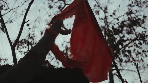 有关假期, 印度, 丛林的免费素材视频