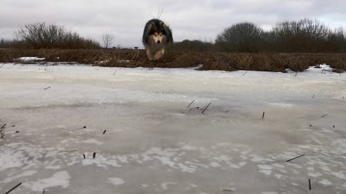 在冰雪覆盖的路上行走的狗 · 免费素材视频
