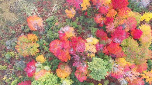 在秋天改变树木的叶子的颜色 · 免费素材视频