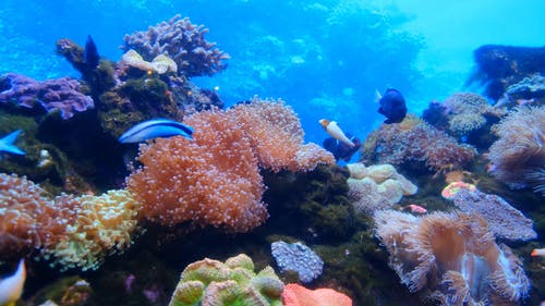 水下鱼类和珊瑚的海洋生物 · 免费素材视频