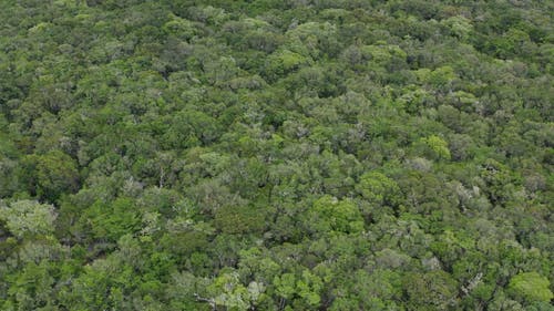 使用无人机的森林的航拍画面 · 免费素材视频
