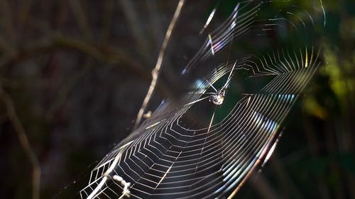 一只蜘蛛，蜘蛛网停在蜘蛛网的中心，正等着捉到弗雷 · 免费素材视频