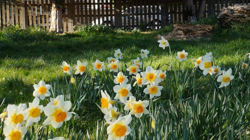 有关一束花, 人walking狗, 伊林的免费素材视频