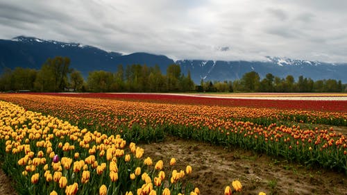农业领域的郁金香种植园 · 免费素材视频