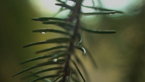 在蕨树的湿新鲜的叶子上的水滴 · 免费素材视频