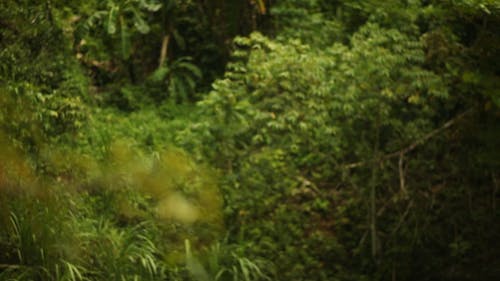 一棵树的特写镜头在热带森林中的许多叶子品种 · 免费素材视频