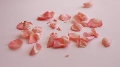有关平坦的表面, 特写, 玫瑰花瓣的免费素材视频
