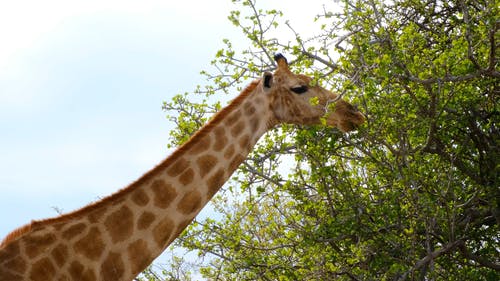 长颈鹿在高大的树木上吃叶子 · 免费素材视频