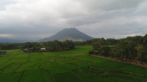 稻田种植的无人机画面 · 免费素材视频