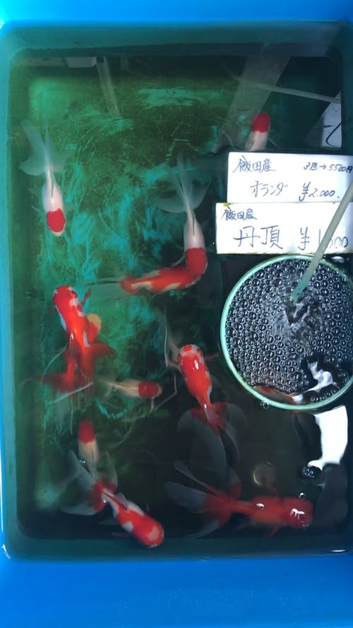 有关亚洲, 动物摄影, 垂直视频的免费素材视频