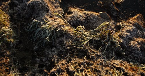 连根拔起的植物的根 · 免费素材视频