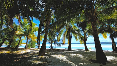 椰子树下海滩的镜头 · 免费素材视频