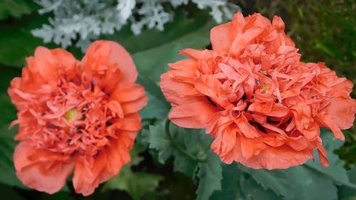两个红色的罂粟花朵的特写视图 · 免费素材视频