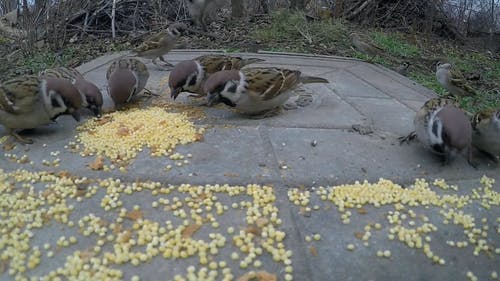 麻雀在混凝土地面上吃鸟种子 · 免费素材视频
