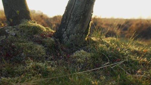 有关dwingelderveld, 天性, 德伦特的免费素材视频