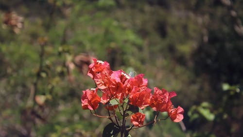 有关九重葛, 和平的, 天性的免费素材视频